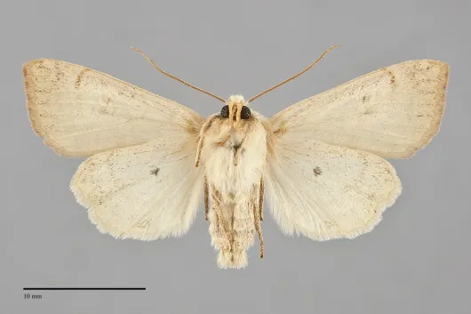 Sunira decipiens