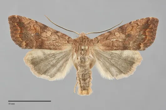 Sunira verberata