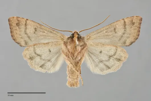 Sunira verberata