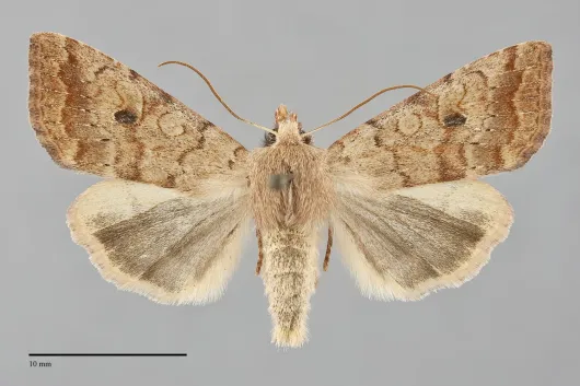 Sunira verberata