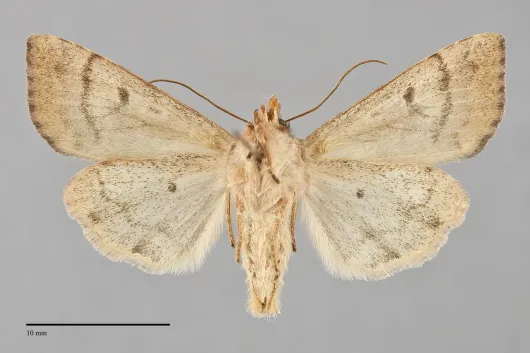 Sunira verberata