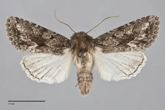 Sutyna privata