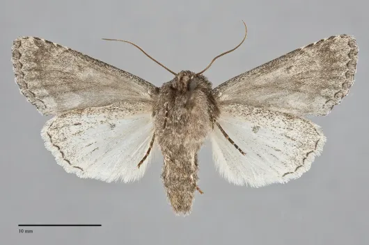 Sutyna privata