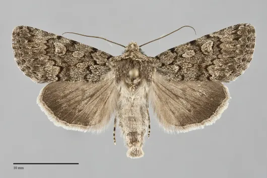 Sympistis acheron