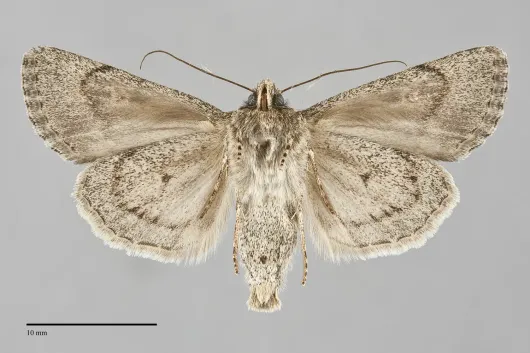 Sympistis acheron