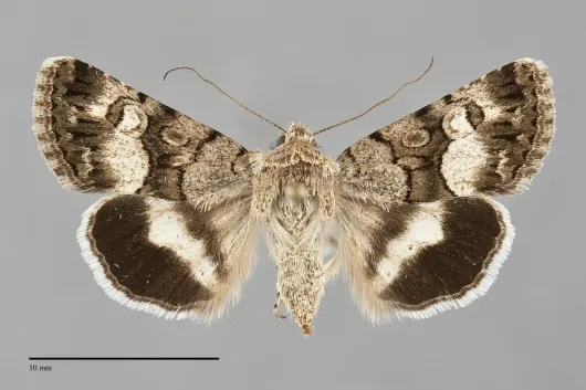 Sympistis albifasciata