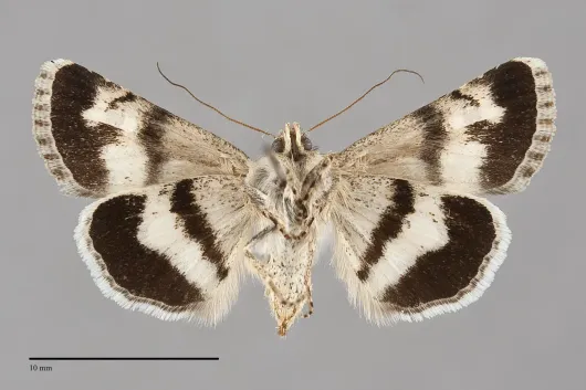 Sympistis albifasciata