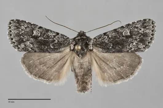 Sympistis anweileri
