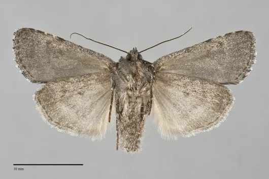Sympistis anweileri