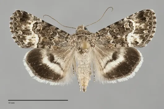 Sympistis apep