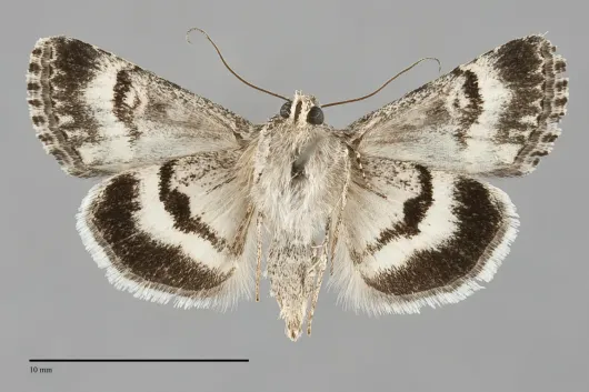 Sympistis apep