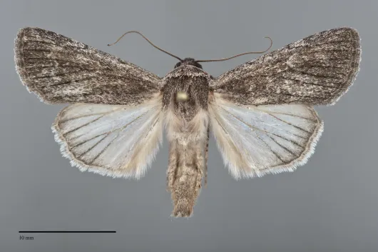 Sympistis astrigata
