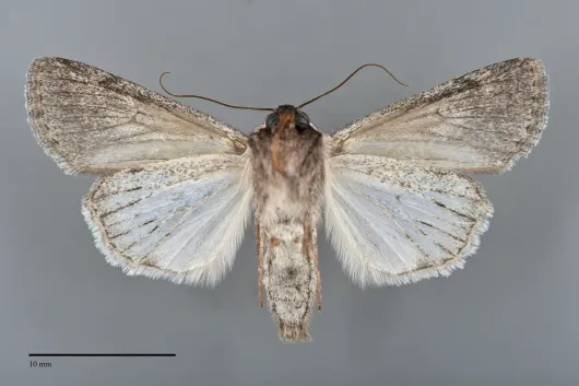 Sympistis astrigata