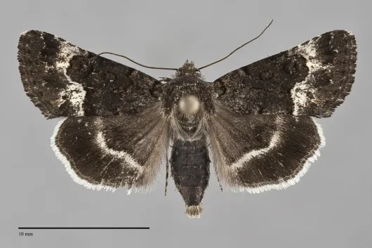 Sympistis aterrima