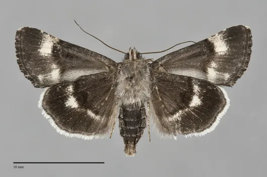 Sympistis aterrima