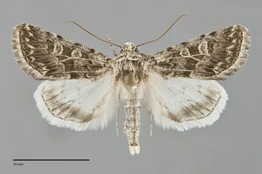 Sympistis augustus
