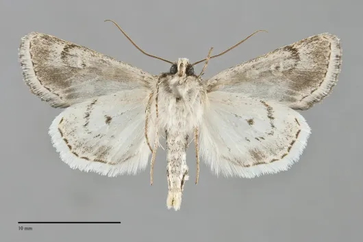 Sympistis augustus