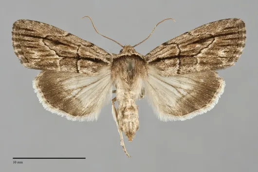 Sympistis badistriga
