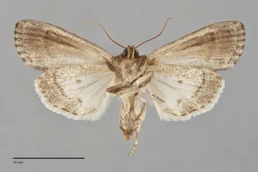Sympistis badistriga