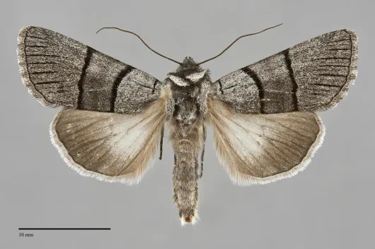 Sympistis barnesii