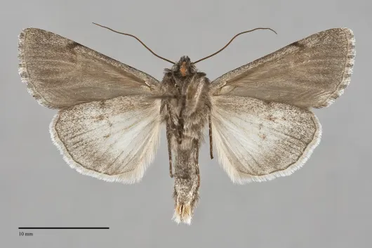 Sympistis barnesii