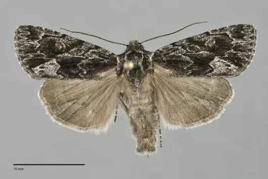 Sympistis californiae