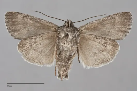 Sympistis californiae