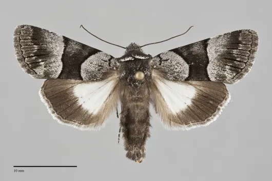 Sympistis chalybdis