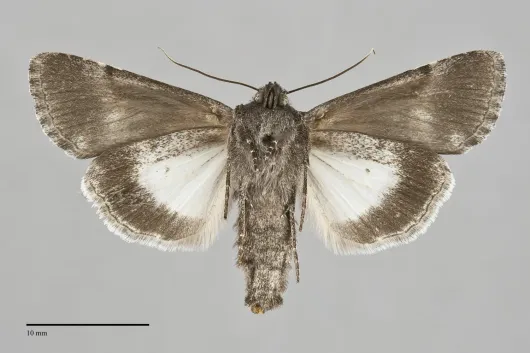 Sympistis chalybdis
