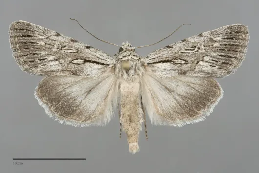 Sympistis chandleri