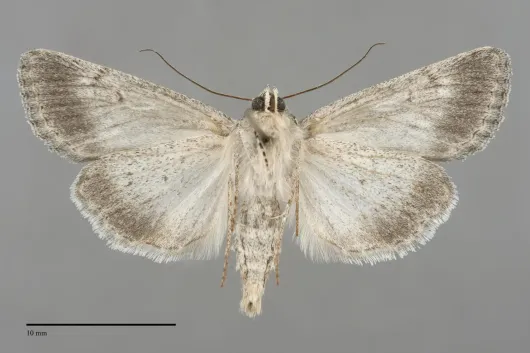 Sympistis chandleri