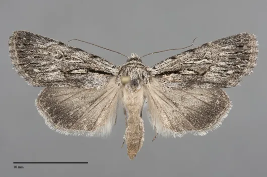 Sympistis chandleri