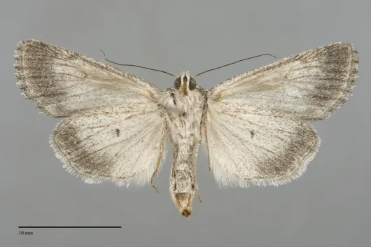 Sympistis chandleri