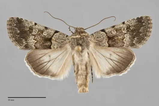 Sympistis cherti