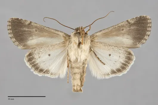 Sympistis cherti