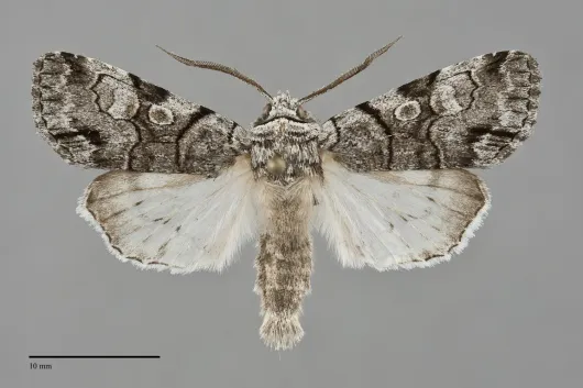 Sympistis chionanthi