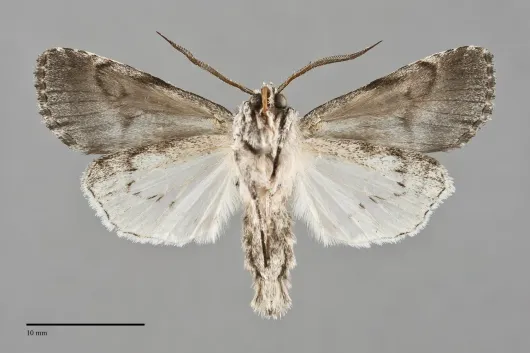 Sympistis chionanthi