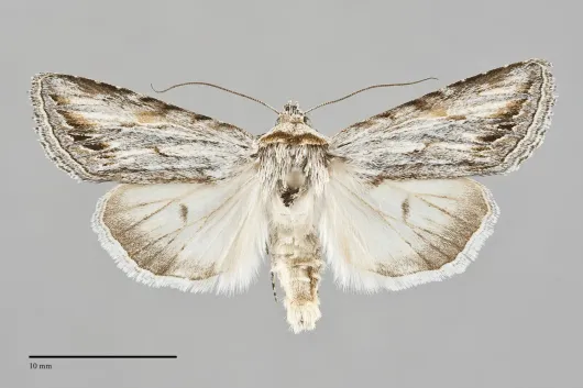 Sympistis cibalis