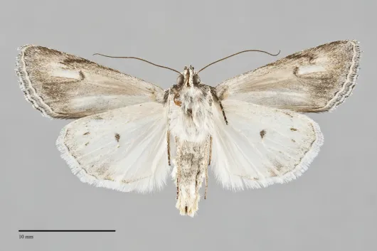 Sympistis cibalis