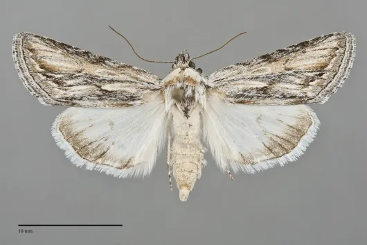 Sympistis cibalis