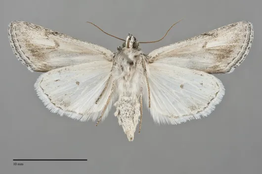 Sympistis cibalis