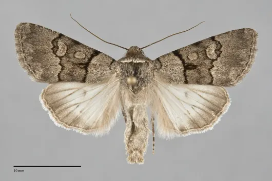Sympistis columbia