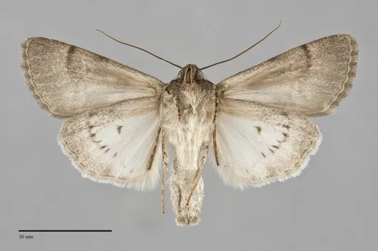 Sympistis columbia
