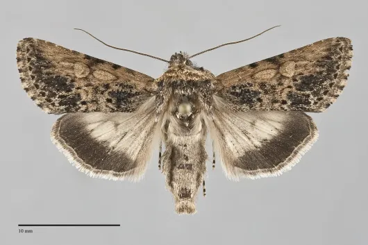 Sympistis coprocolor
