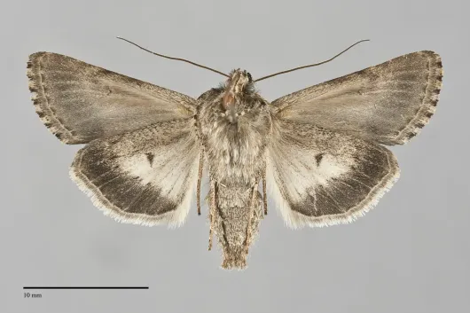Sympistis coprocolor