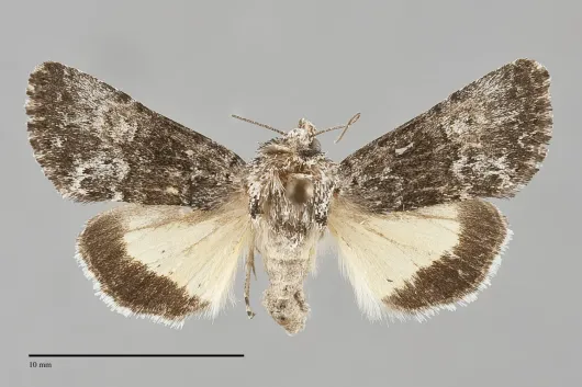 Sympistis corusca