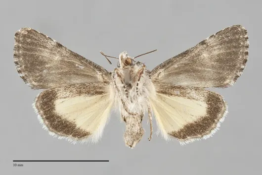 Sympistis corusca