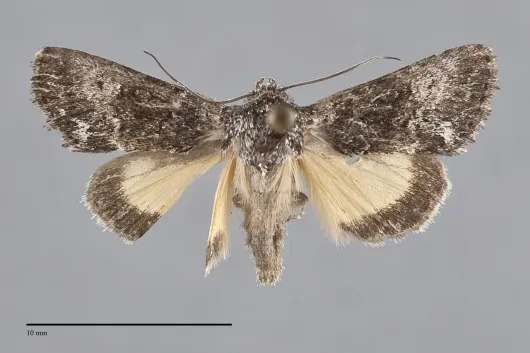 Sympistis corusca