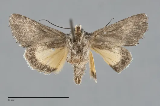 Sympistis corusca