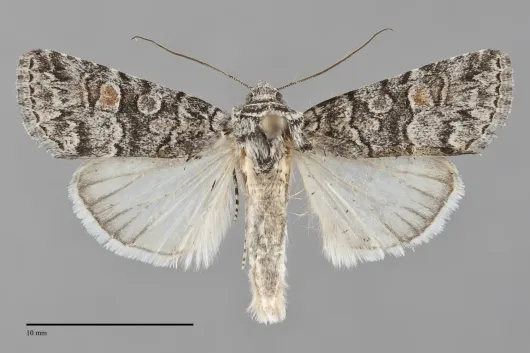 Sympistis definita